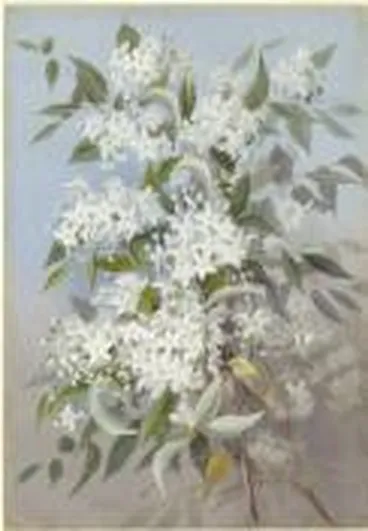 Image: Hoheria populnea, New Zealand [picture] /