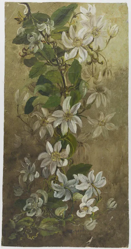 Untitled (Bush Clematis)