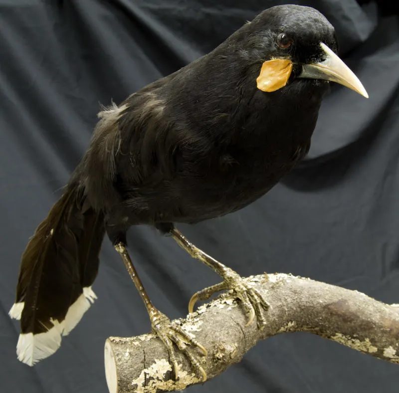 Huia (Heteralocha acutirostris)