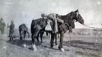Pack-horse and gun, Sinai : digital image