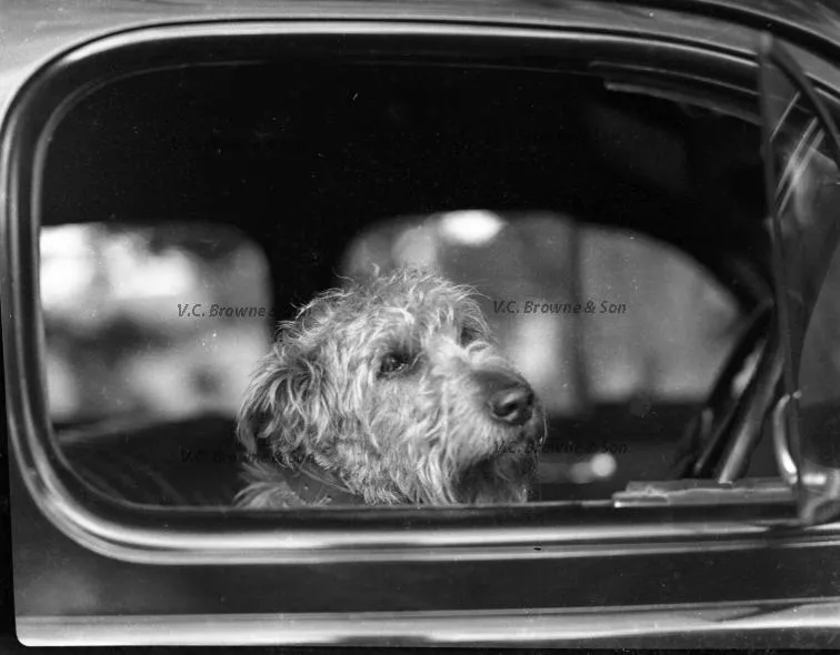 Dog in a car (PB1215/16)