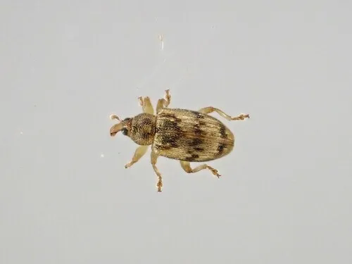 Peristoreus