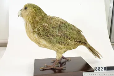 Image: Strigops habroptila - Kakapo