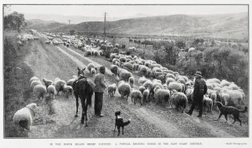 Image: In the North Island sheep country: a typical droving scene in the east coast district