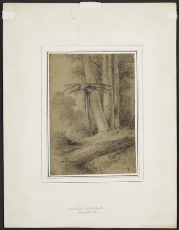 Image: Swainson, William, 1789-1855 :Silver fern and Pukatia trees, Lower Hutt Valley / W.S. [No.] 58. [1840s?]