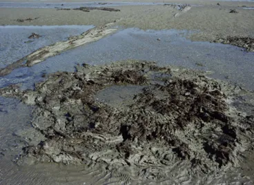 Image: Ihumatao fossil forest, Māngere, ca 1979