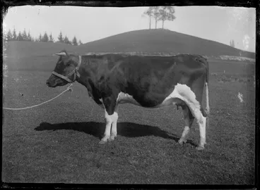 Image: A bull at the Maori Agricultural College, Hastings District