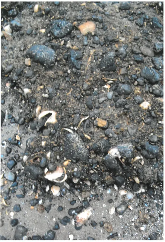 Volcanic tuff at Bucklands Beach