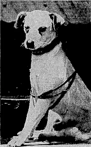 Image: 1 "Evening Tost" Photo. IGLOO, Admiral Byrd's canine companion -at- both Poles: His death is announced in to-day's news. (Evening Post, 23 April 1931)