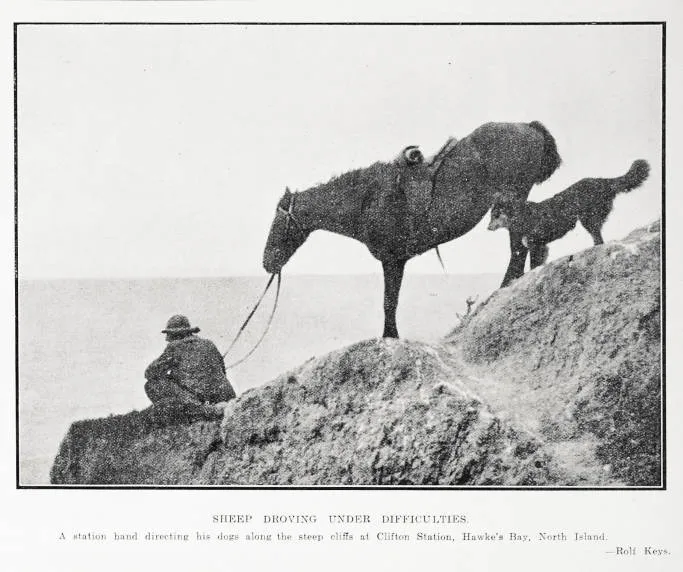 Sheep Droving Under Difficulties