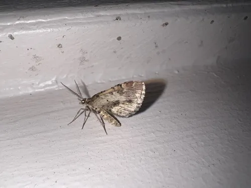 Asaphodes aegrota