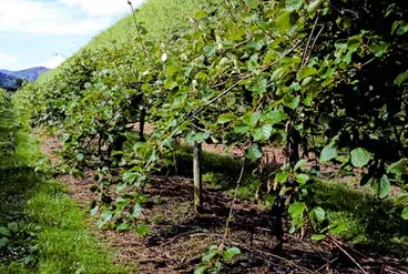 Image: Kiwifruit vines