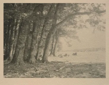 Image: Kauri forest, Trounson Kauri Park, Auckland