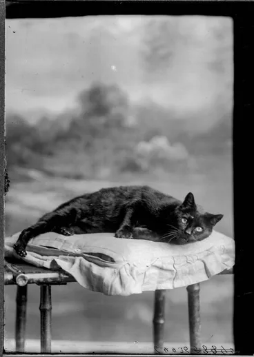 Donald's cat, 1911 Image: Donald's cat, 1911