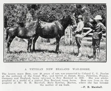 Image: A veteran New Zealand war-horse