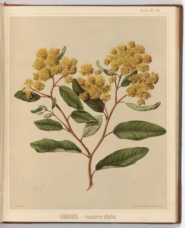 Image: Kumarahou. - Pomaderris elliptica. Plate 20. From the book: The art album of New Zealand flora : being a systematic and popular description of the native flowering plants of New Zealand and the adjacent islands : volume 1;.