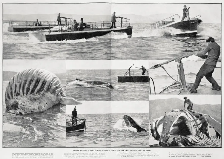 Modern whaling in New Zealand waters: a profitable industry that provides thrilling sport