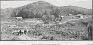 Image: Sheep-Raising On Coromandel Peninsula, East Coast, Auckland Province, North Island