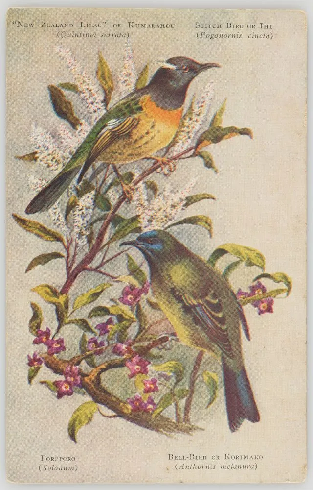 "New Zealand Lilac" or Kumarahou, Stitch Bird or Ihi, Poroporo, Bell-Bird or Korimako