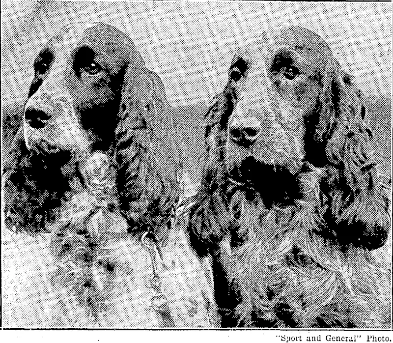 TYPICAL ENGLISH SPORTING DOGS.—Two cocker spaniels, Dame Fortune and Lucky Star, prize winners at Cruft's famous dog show, which took place last month in the AgriculturabHall, at Isling, ton, London. (Evening Post, 13 March 1931)