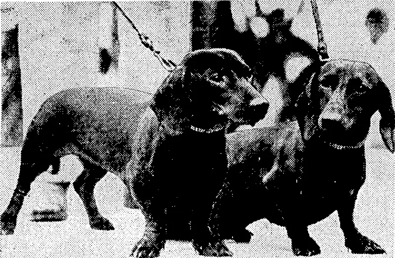 Central Press" Photo. The Japanese military authorities continue to pour reinforcements into Shanghai in an effort to break Chinese communications between the city and Nanking, ivhere nearly half a million Chinese troops oppose the Japanese advance. The photograph shows Japanese soldiers being landed on the quay at Shanghai on September 9. (Evening Post, 30 September 1937)