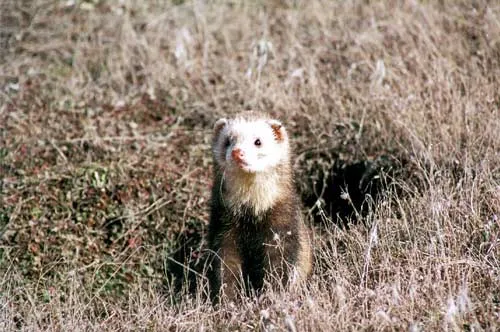 Ferret