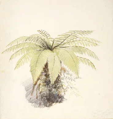 Image: [Barraud, Charles Decimus], 1822-1897 :Tree fern, Wainui-O-Mata. Jan 17th, 1861(?)