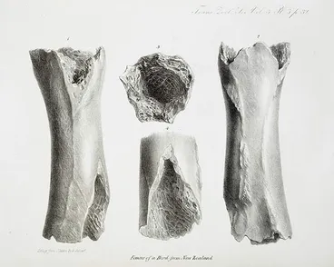 Image: Moa bone