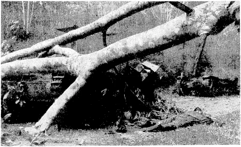 Two Japanese tanks smashed and fired by A.I.F. anti-tank gunners among felled trees blocking a road, A Japanese was shot while trying to escape. (Evening Post, 07 February 1942)