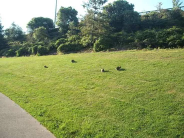 Image: European Rabbit