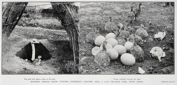 Hatching Ostrich Chicks: Further Interesting Pictures From A Cape Province Farm, South Africa