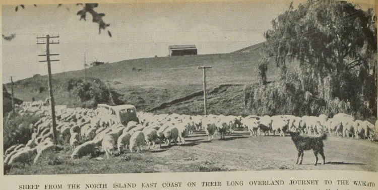 Sheep from the North Island East Coast on their long overland journey to the Waikato