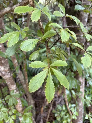 Pseudopanax discolor