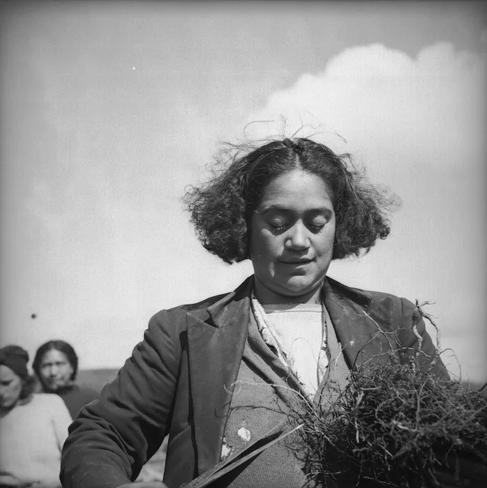 Trimming the roots of pine seedlings, State Forest Service nursery, Pongakawa