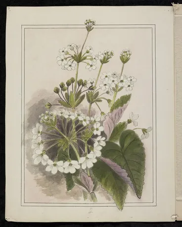 Image: Harris, Emily Cumming, 1837-1925: Ourisia macrophylla - Mountain primula. [189-?].