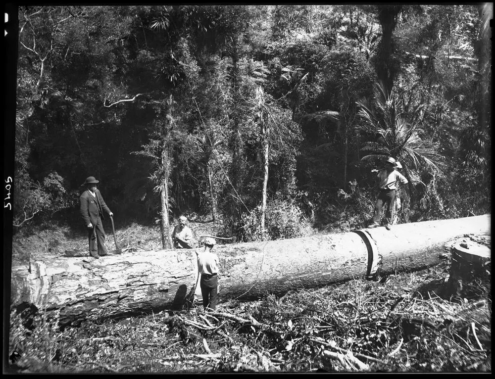 Giant kauri, Taupaki Bush