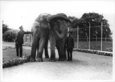Two Elephants at Auckland Zoo