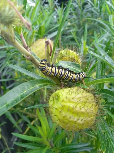 Image: Monarch