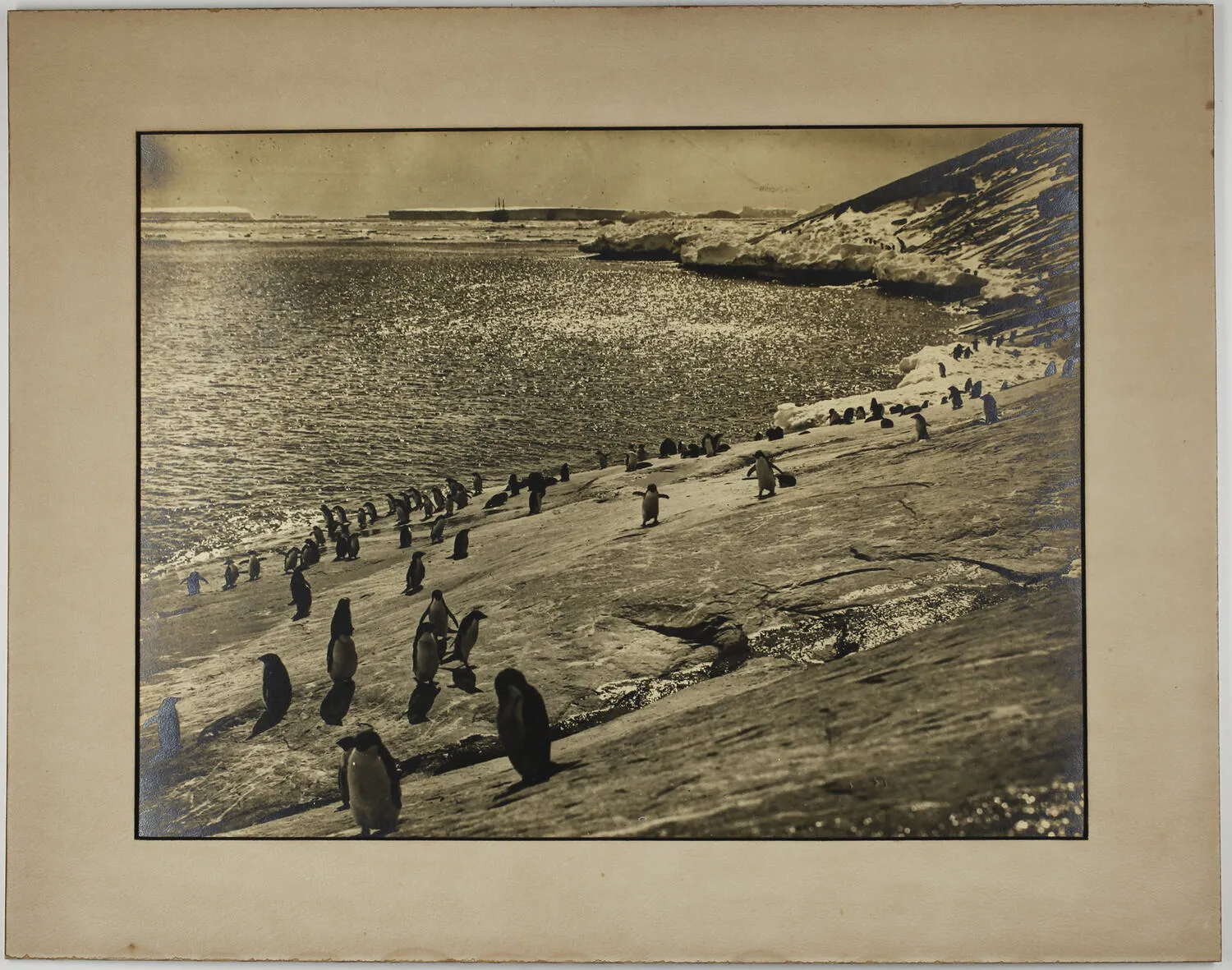 Photograph - Adelie Penguins on the Slopes of Proclamation Island, BANZARE Voyage 1, Antarctica, 1929-1930