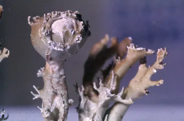 Image: Photograph of a lichen (Cladonia species), Campbell Island