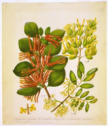 Image: Peraxilla colensoi ; P. tetrapetala ; Alepis flavida