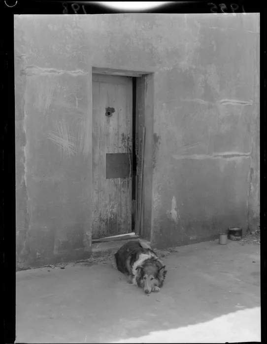 Dog sitting outside flat at former borstal building, Wellington
