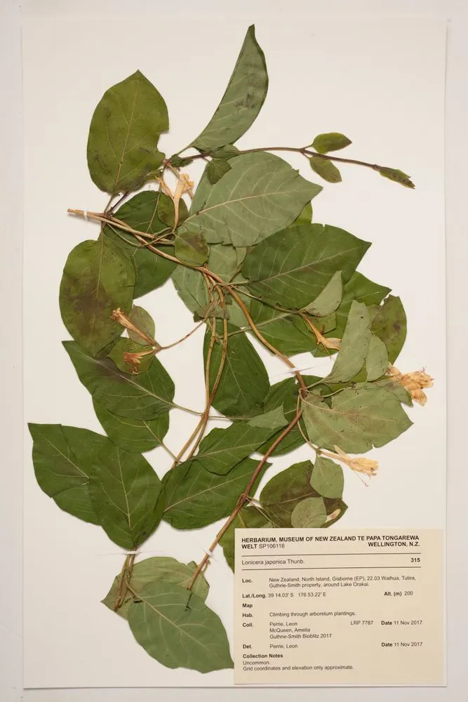 Japanese honeysuckle, Lonicera japonica Thunb.