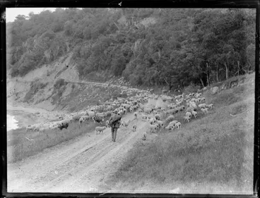 Image: Flock of sheep and lambs being driven along rural road beside river valley, including native forest, drover, and sheepdogs, location unknown