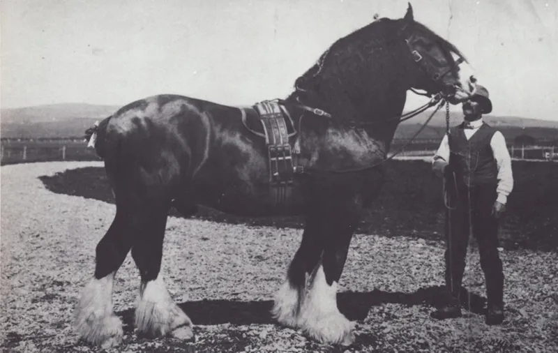 Photograph [Awa Moa II, Clydesdale with Jack Sayers]