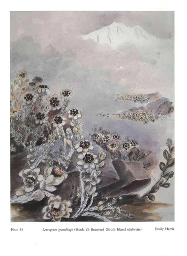 Image: Plate 33 Leucogenes grandiceps (Hook, f.) Beauverd (South Island edelweiss) Emily Harris