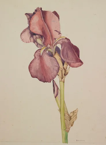 Image: Watercolour painting of a bearded Iris