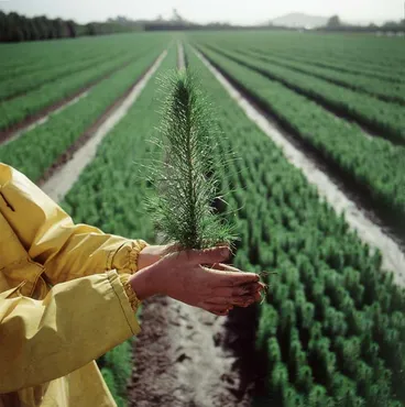 ‘Forest sinks’ Image: ‘Forest sinks’
