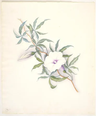 Image: Powhiwhi or purple morning glory – Ipomoea palmata