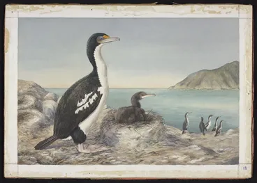 Image: Daff, Lily Attey, 1885-1945 :Rough faced shag. [ca 1933]